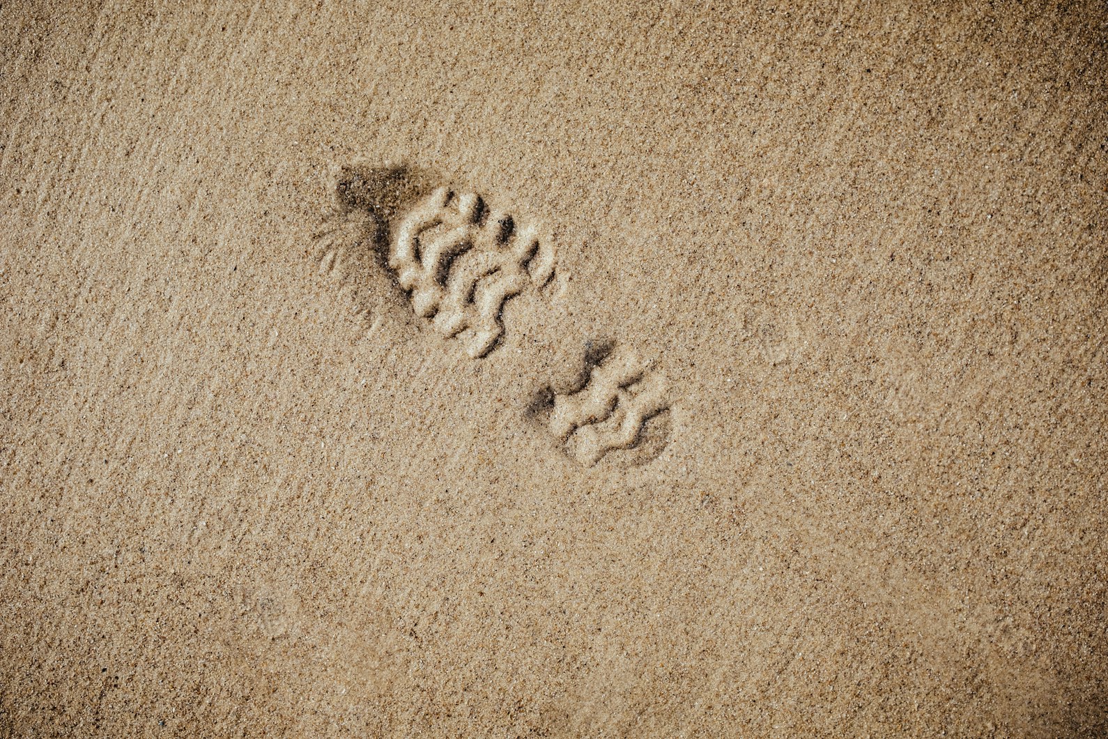 photo of foot print